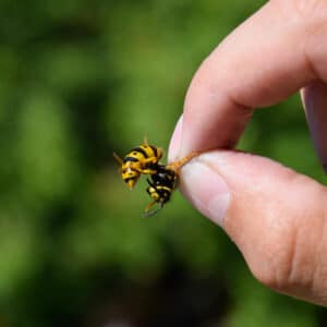 עקיצת דבורה